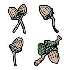 acorns illustation