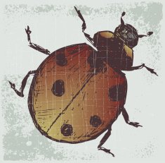 Ladybug N4