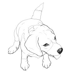 Sitting Beagle N2