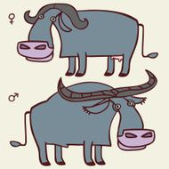 Buffalo Male and female