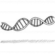 Sketch DNA genetic