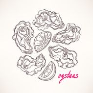 hand-drawn sketch oysters