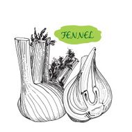 Fennel