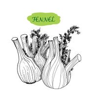 Fennel N2