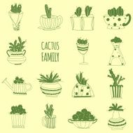 Cactus family