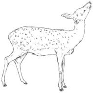 Vector Sketch Dappled Deer N4