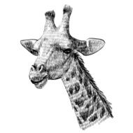 Giraffe N25