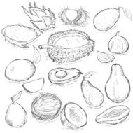 Vector Set of Sketch Exotic Fruits