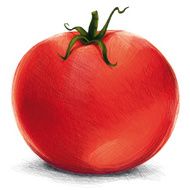 sketchy tomato