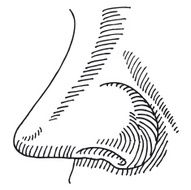 Nose Smelling Side View Drawing