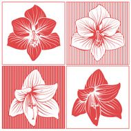 Amaryllis Flower Heads