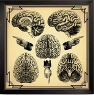 Human Brain N11