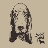 sketch Basset Hound