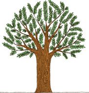 Tree N16