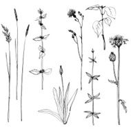 Set of ink drawing herbs and flowers