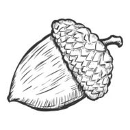 vector sketch illustration - acorn
