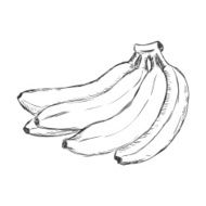 Vector Sketch Bunch of Bananas