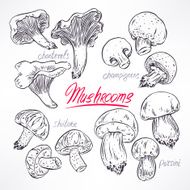 set with sketch mushrooms