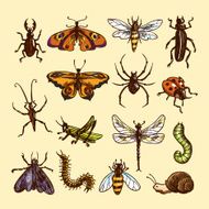 Insects sketch set