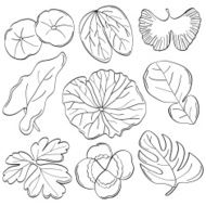 Cutie Leaves