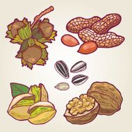 nuts- illustration