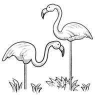 Flamingo bird sketch