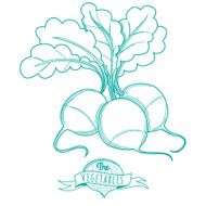 Outline hand drawn sketch of radish (flat style thin line)
