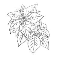 Vector sketch of leafs N2