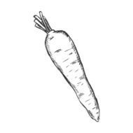 Vector Single Sketch Carrot