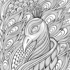 Decorative hand drawn peacock