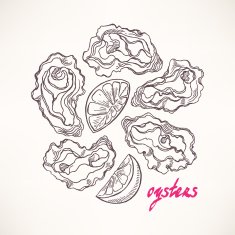 hand-drawn sketch oysters