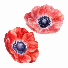 Watercolor Anemones Vector Illustration