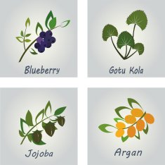 Collection of Herbs Natural Supplements Argan Gotu Kola Blueberry Jojoba N3