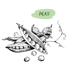 Peas Hand drawn illustration N2