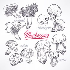 set with sketch mushrooms