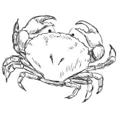 Vector Sketch Crab