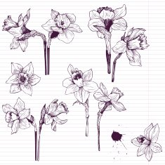 Set of line drawing narcissus N2