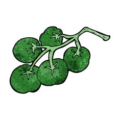 green tomatoes on vine illustration N10