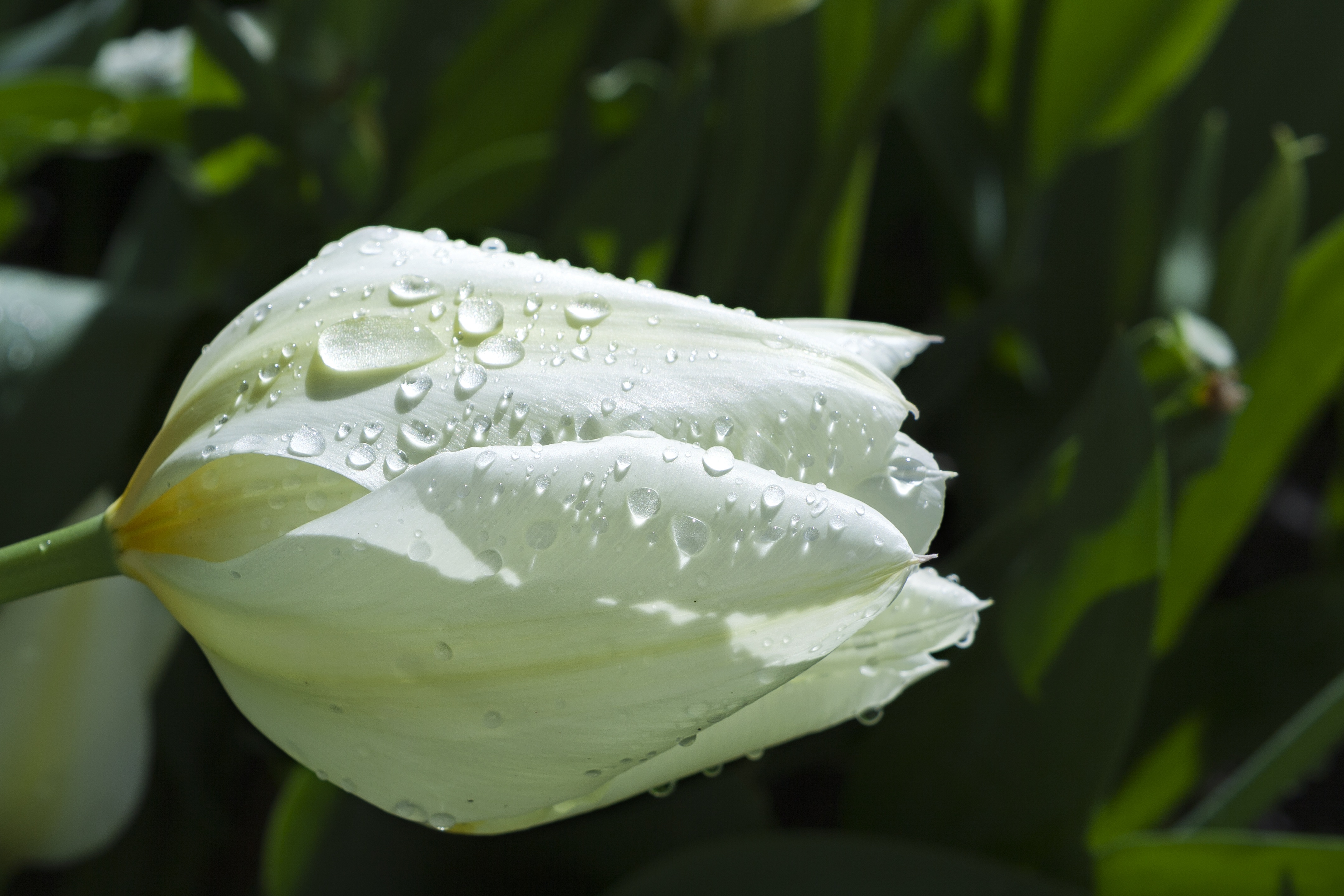 Water Drop White Flowers