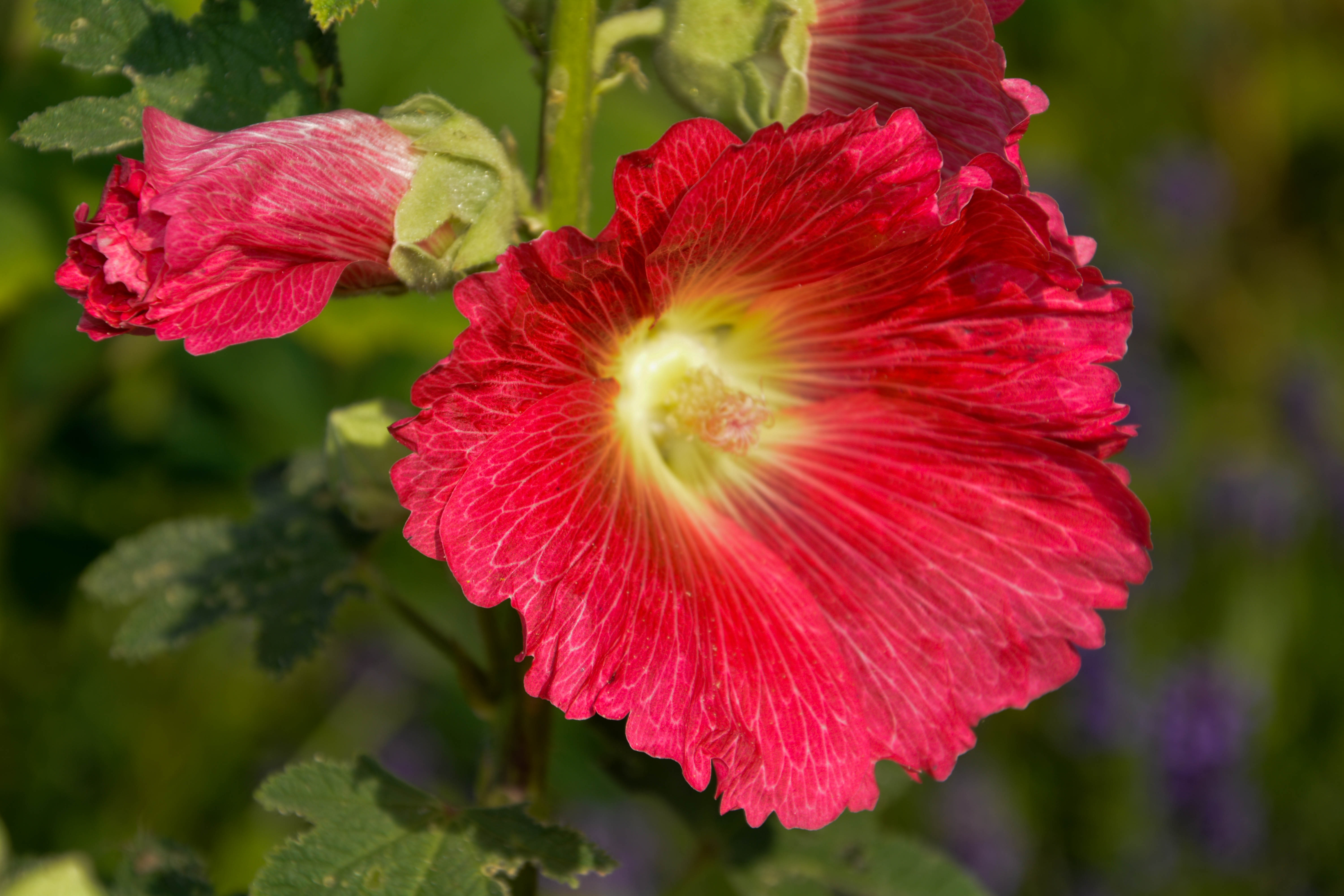 Red mallow flowers and buds free image download