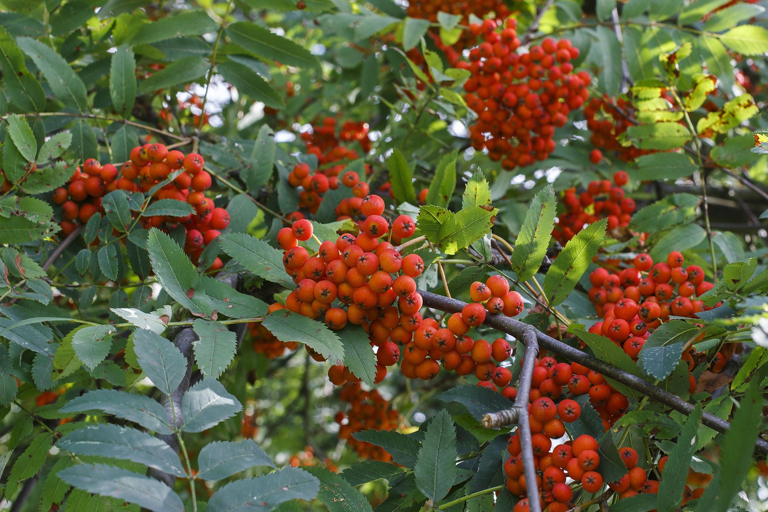 Rowan tree with berries free image download