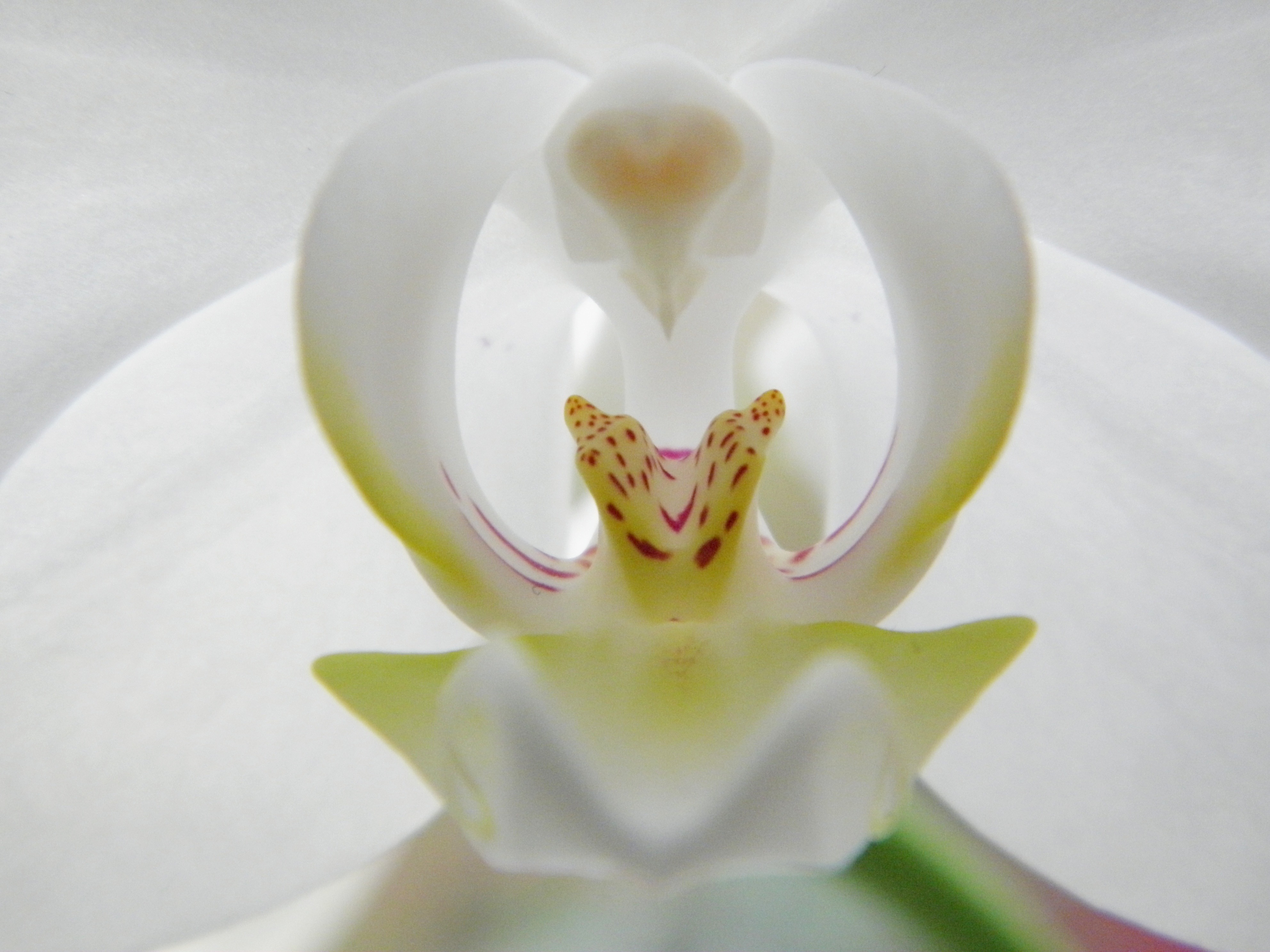 Орхидея сара бланш фото