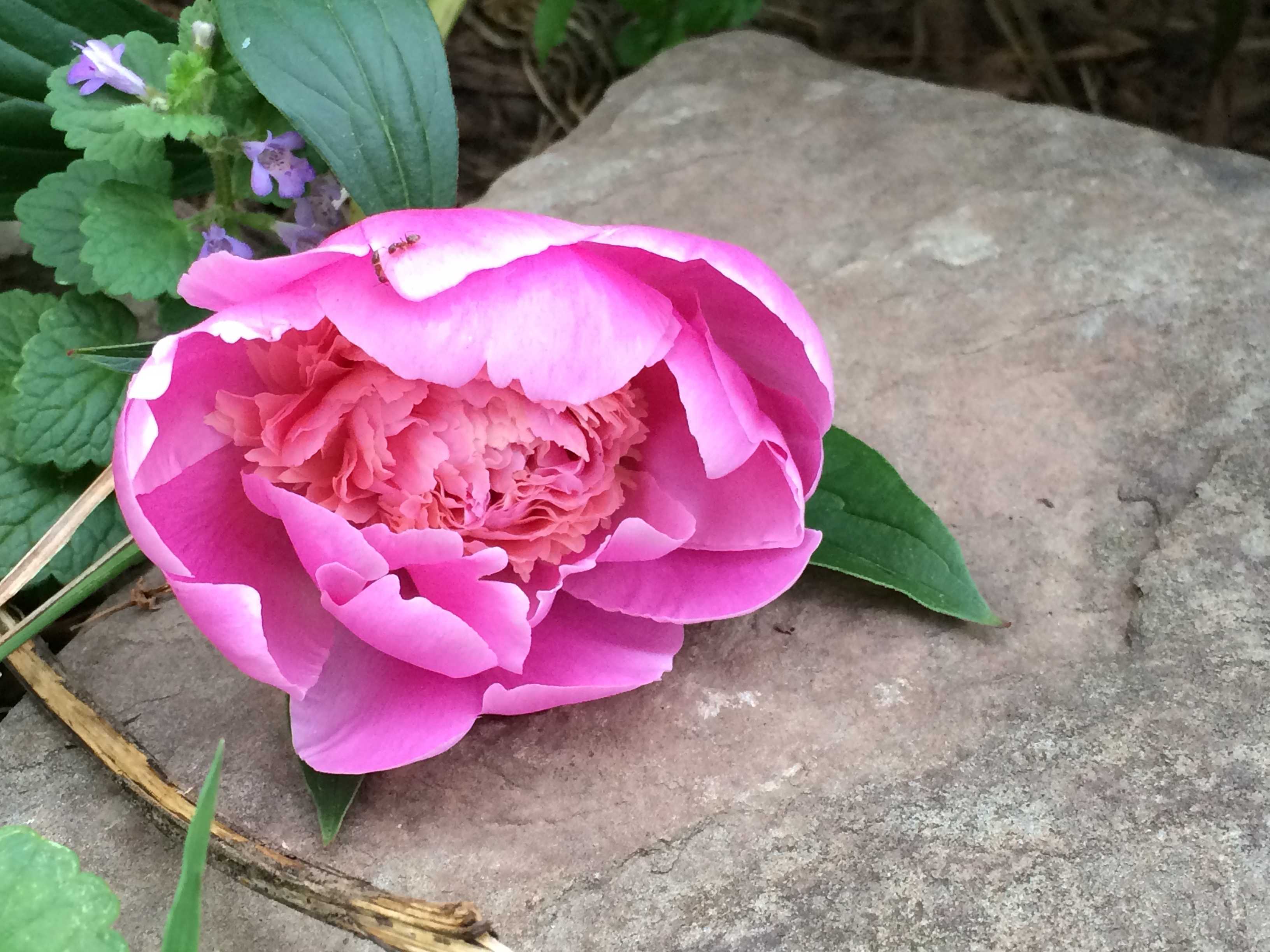 Pink peony lies on a stone free image download