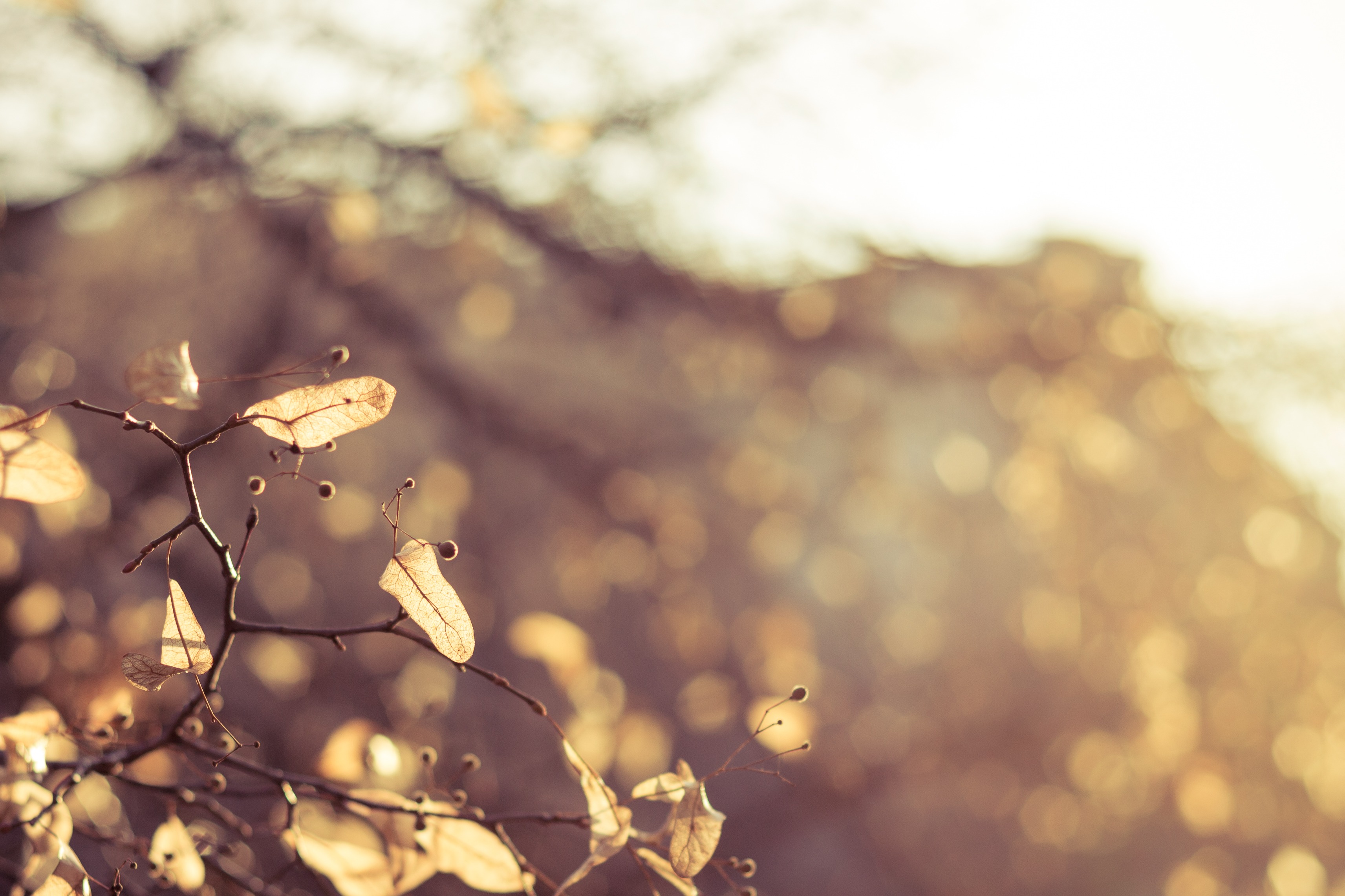 Dry Leaves On Tree Branches Free Image Download   233282 