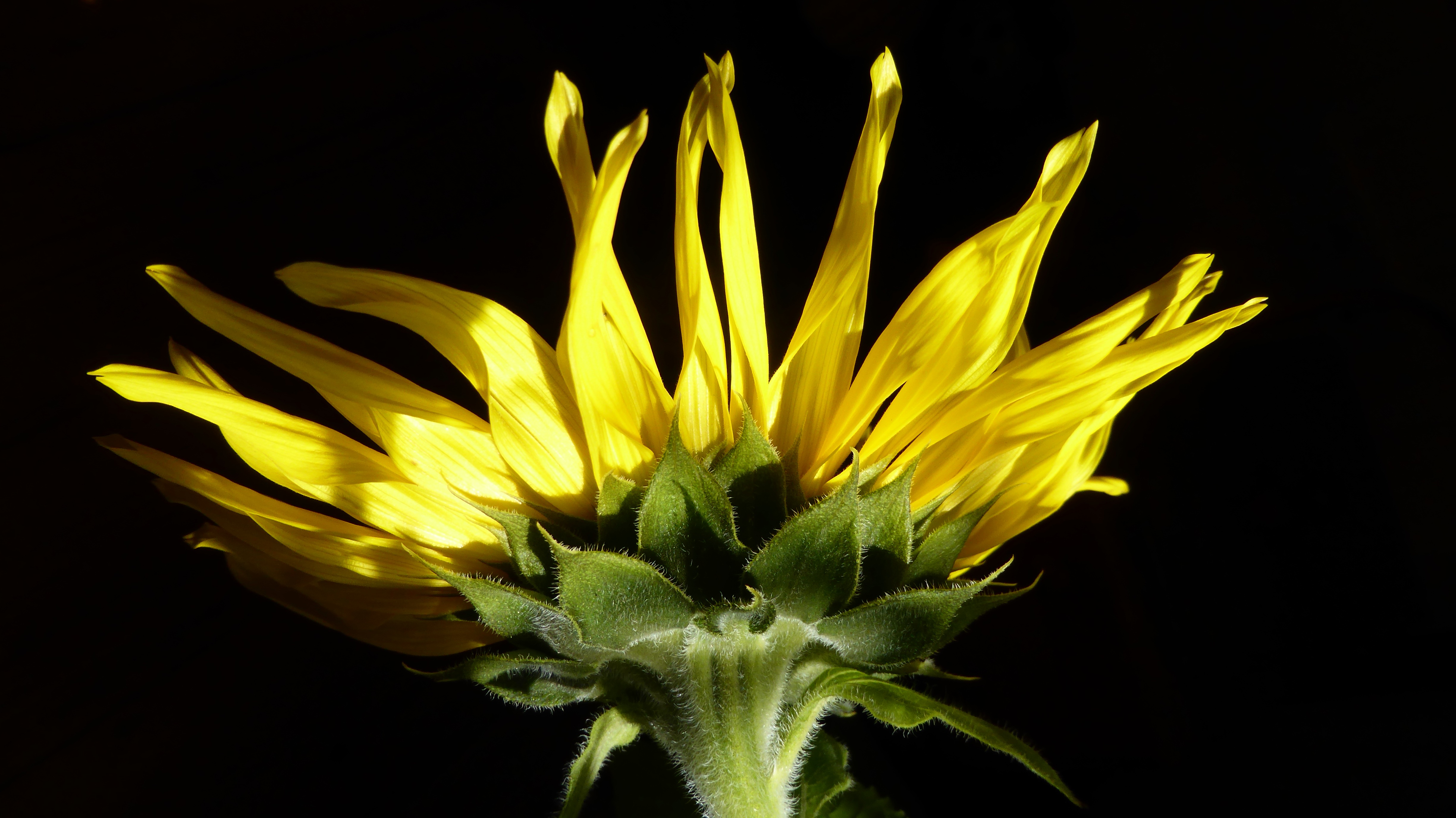 Young sunflower bud free image