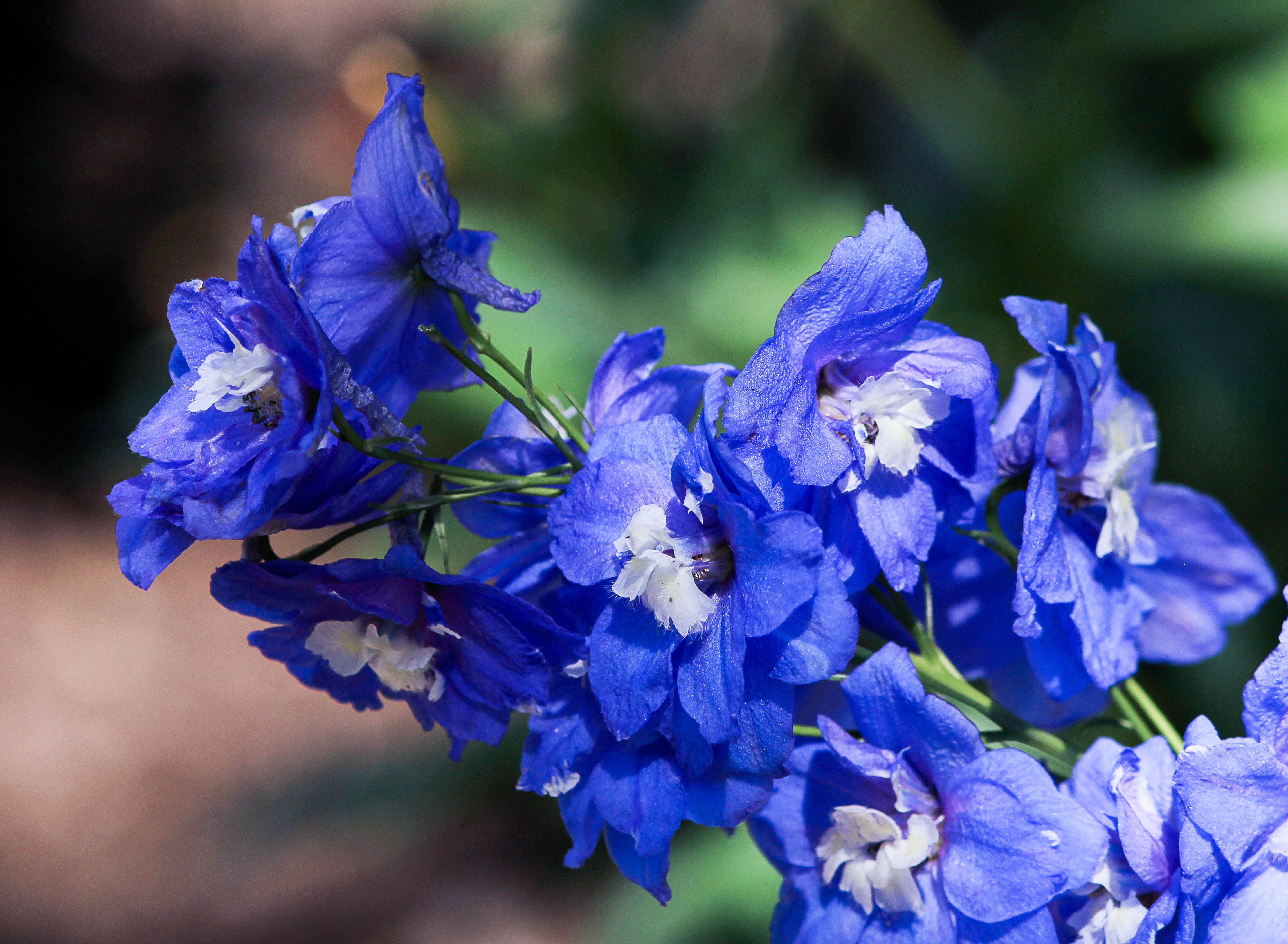 Цветы синего и голубого цвета фото и названия