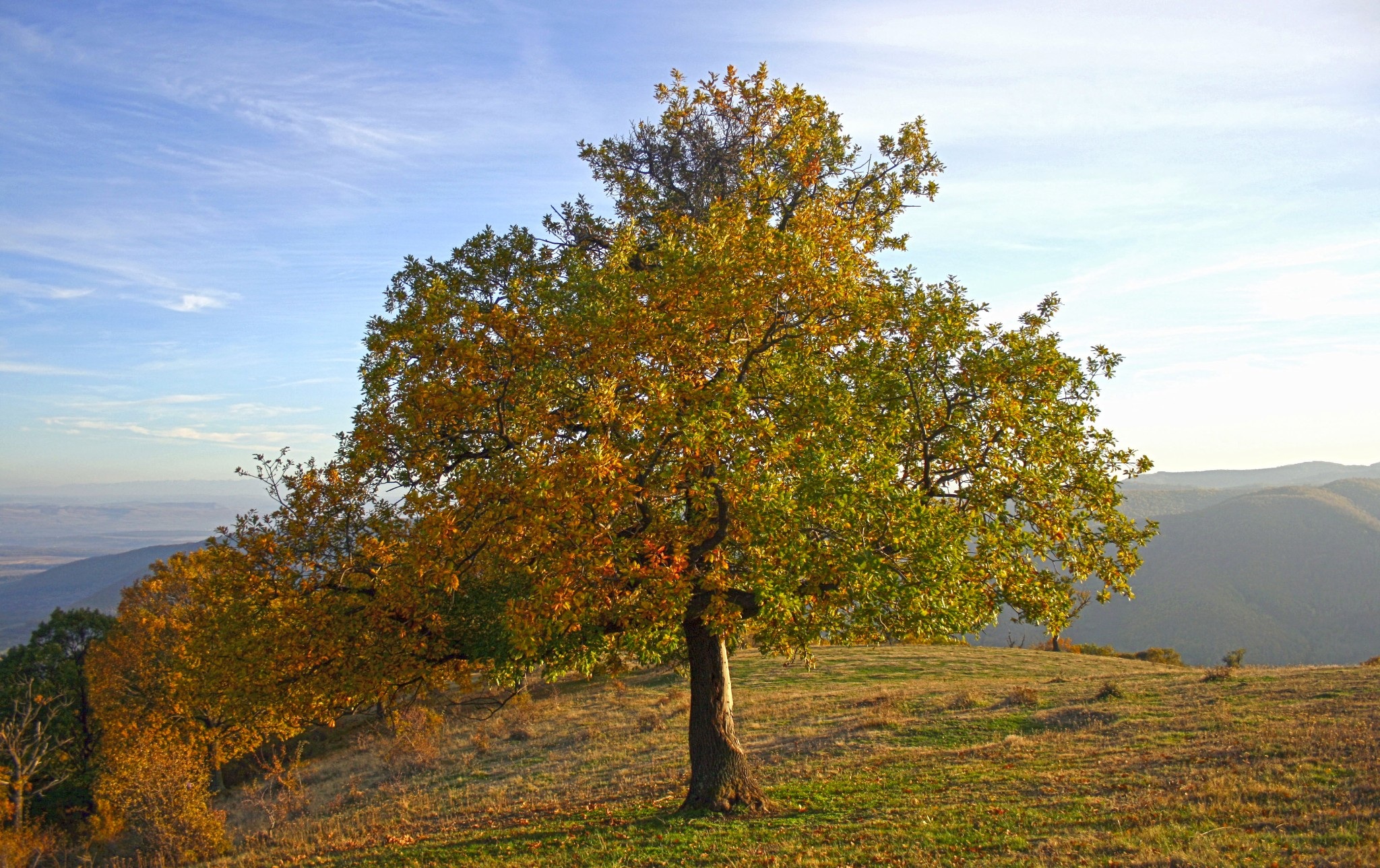 Осеннее дерево на Холме картинка