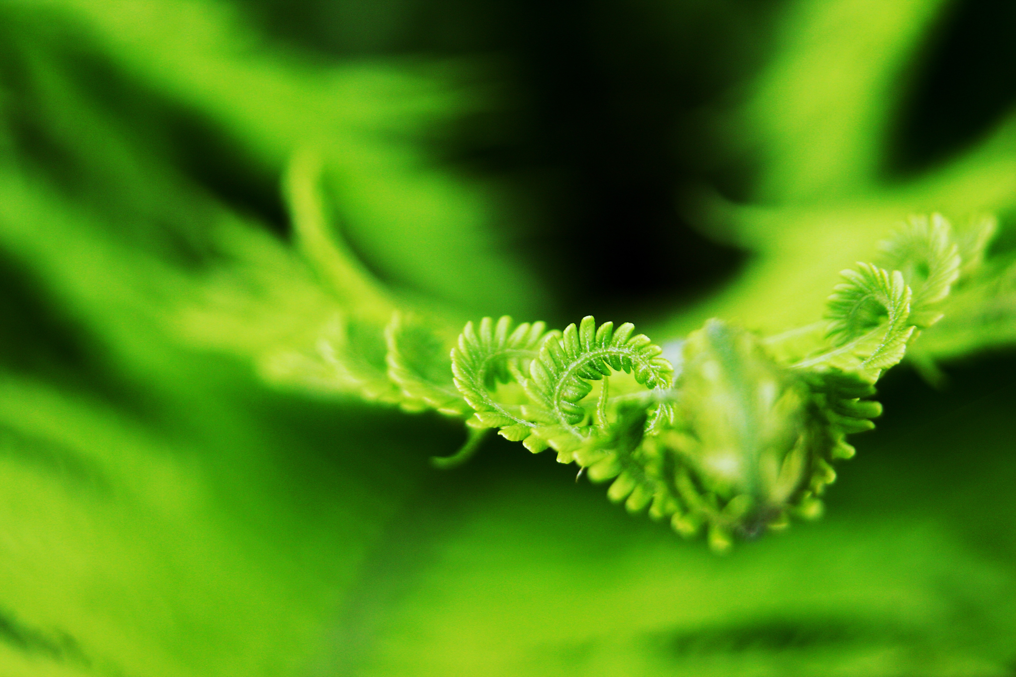 фото зеленой части растения