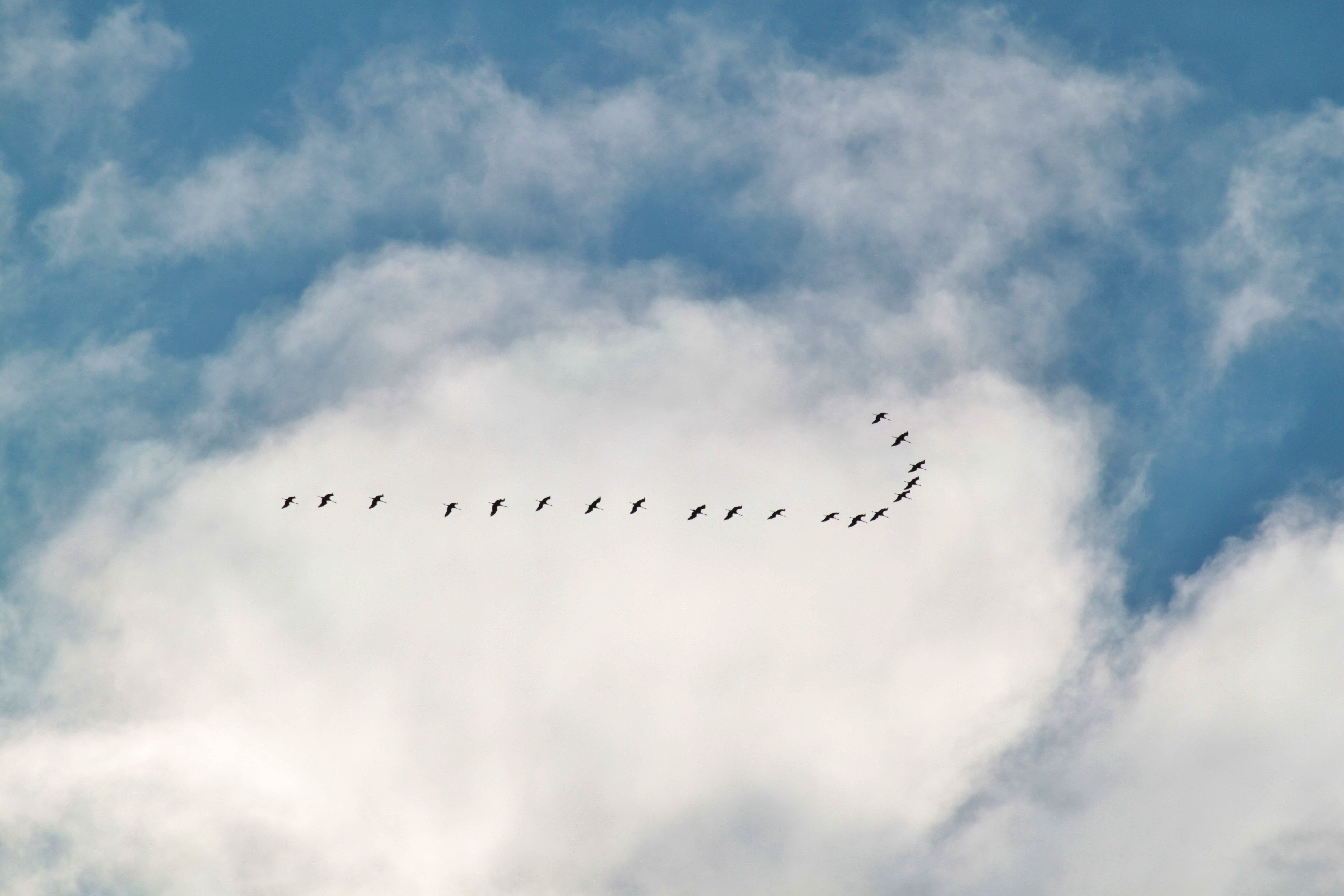 Migratory flock of birds free image download