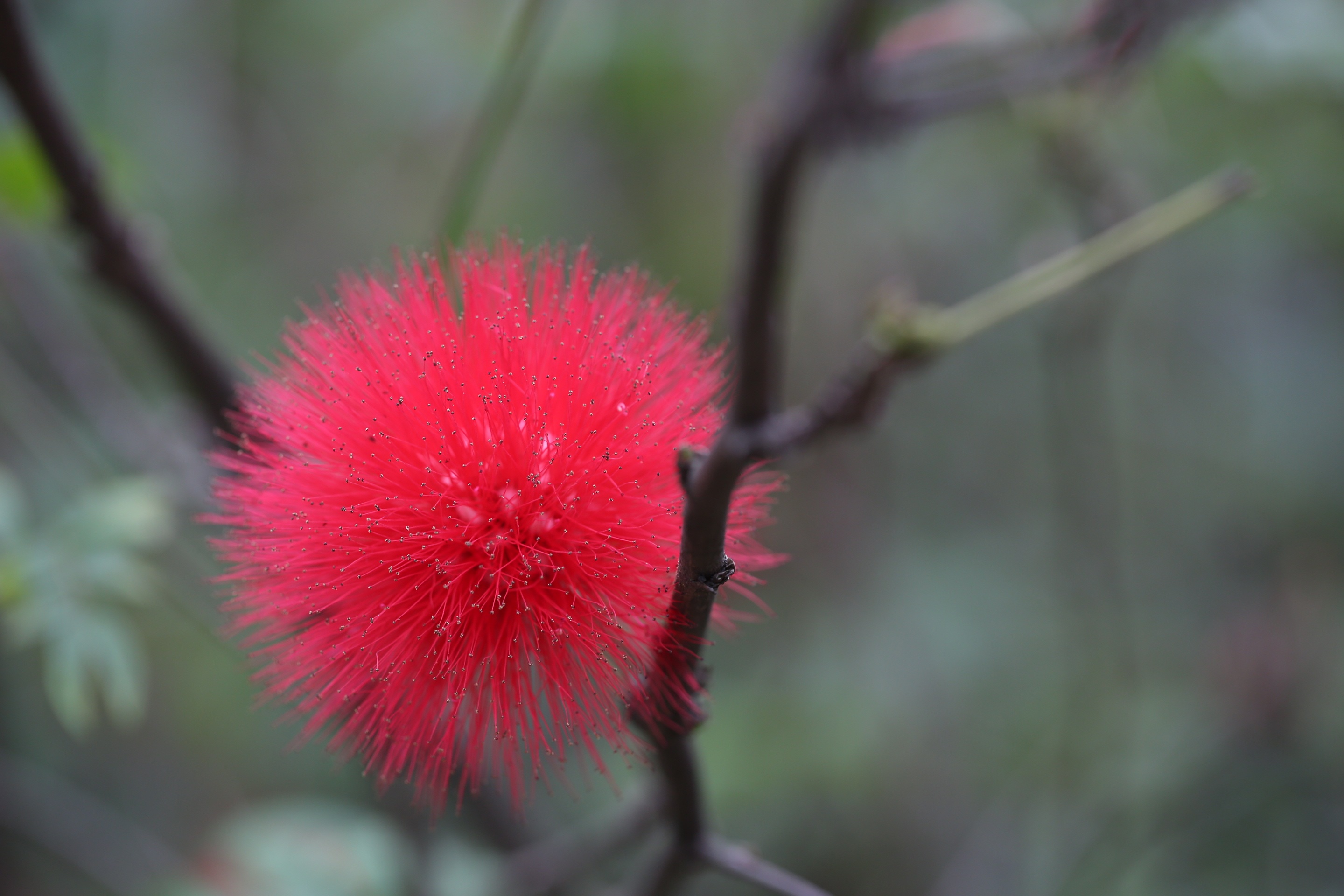 Wonderful fluffy red flower free image download